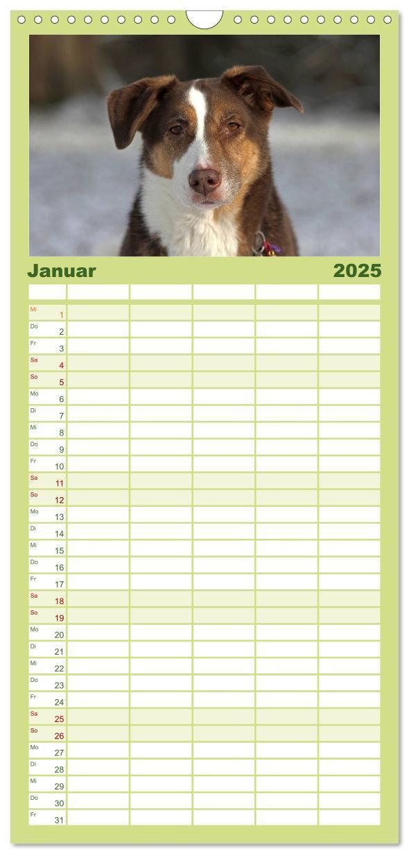 Bild: 9783457120217 | Familienplaner 2025 - Faszination Hund mit 5 Spalten (Wandkalender,...