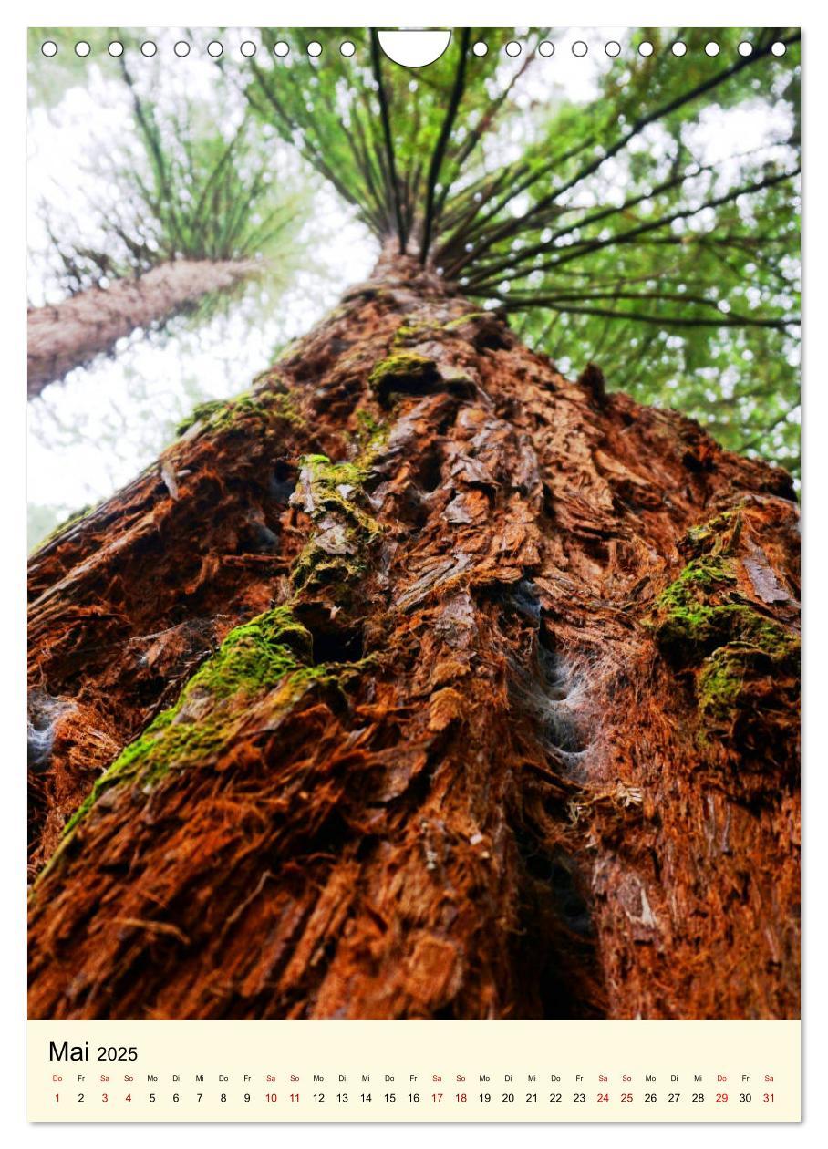 Bild: 9783435979240 | Redwoods - Faszination Mammutbäume (Wandkalender 2025 DIN A4 hoch),...