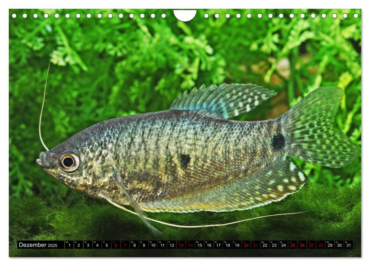 Bild: 9783383867392 | Beliebte Fische der Welt (Wandkalender 2025 DIN A4 quer), CALVENDO...