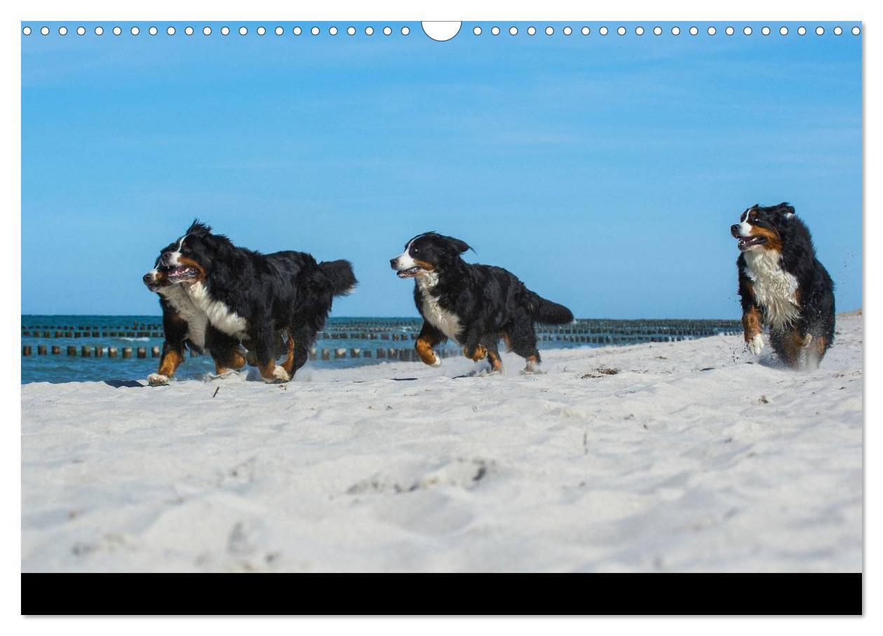 Bild: 9783435770465 | Berner Sennenhund 2025 (Wandkalender 2025 DIN A3 quer), CALVENDO...