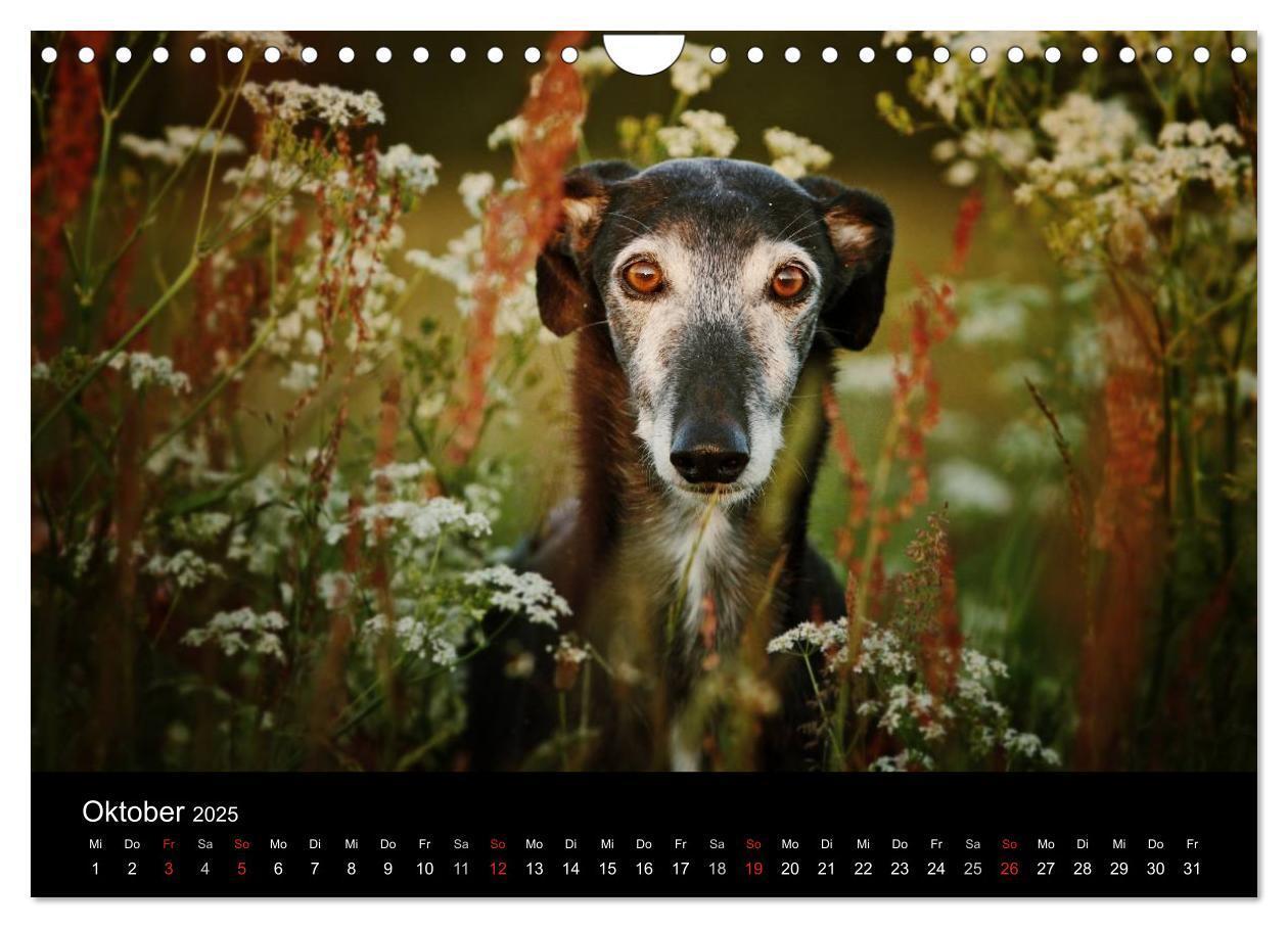 Bild: 9783435776092 | Der Windhundekalender (Wandkalender 2025 DIN A4 quer), CALVENDO...