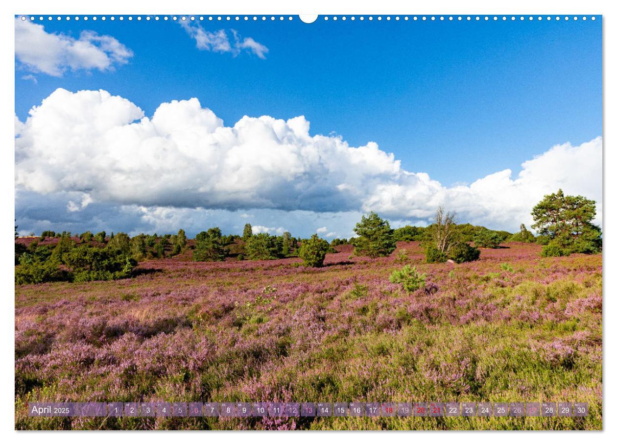 Bild: 9783383831324 | Im Blütenrausch der Lüneburger Heide (Wandkalender 2025 DIN A2...