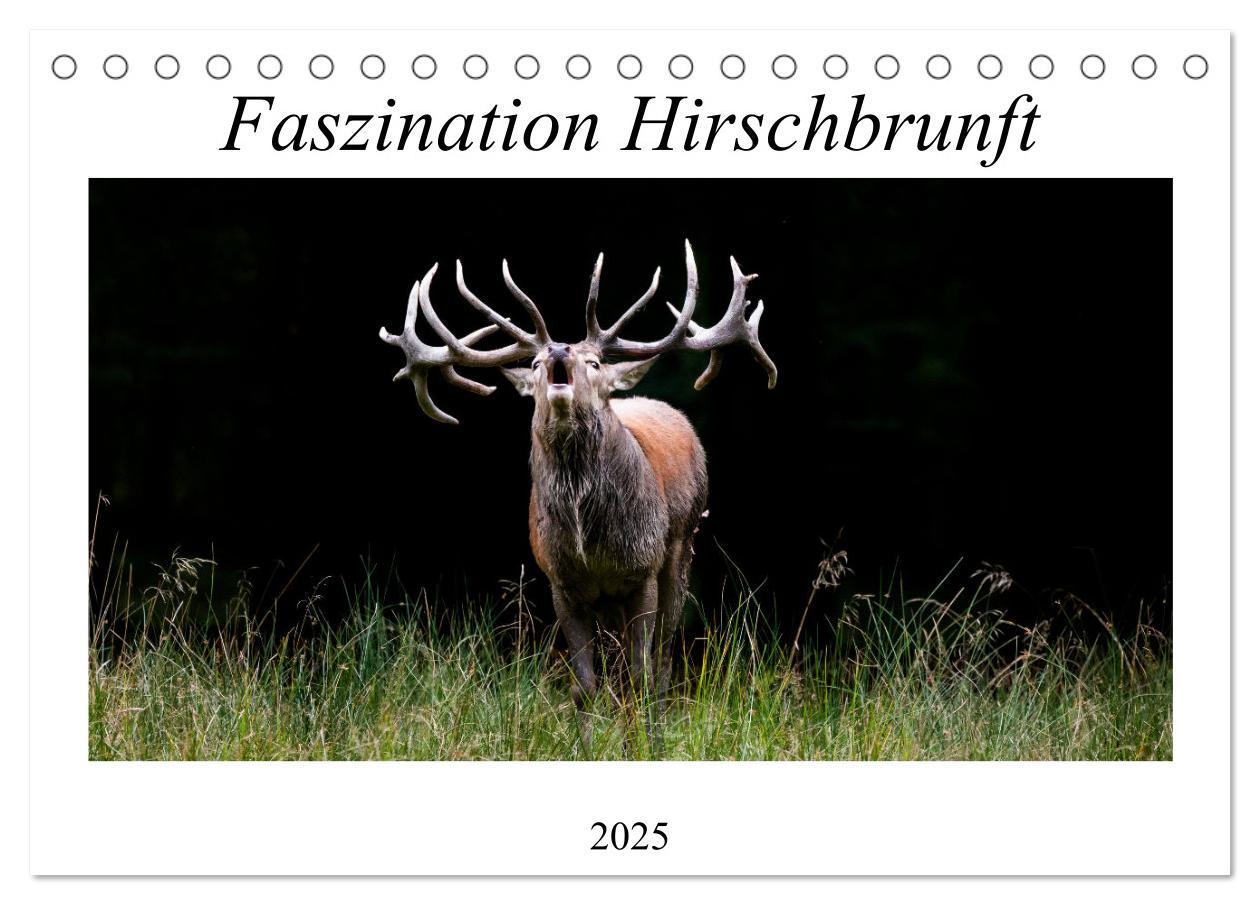 Cover: 9783435100811 | Faszination Hirschbrunft (Tischkalender 2025 DIN A5 quer), CALVENDO...