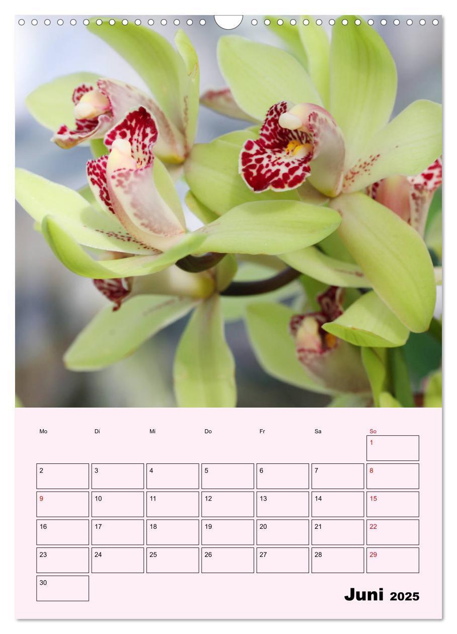 Bild: 9783435970902 | Orchideenliebe (Wandkalender 2025 DIN A3 hoch), CALVENDO...