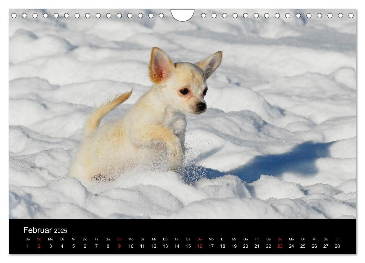 Bild: 9783435767113 | Chihuahua - Kleine Hunde ganz groß (Wandkalender 2025 DIN A4 quer),...