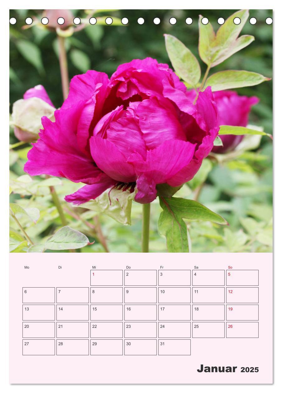 Bild: 9783435970964 | Pfingstrosen Rosen ohne Dornen (Tischkalender 2025 DIN A5 hoch),...