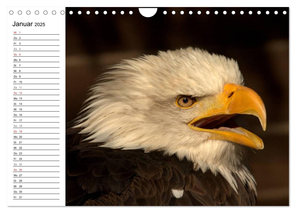 Bild: 9783435533145 | Der Weißkopfseeadler (Wandkalender 2025 DIN A4 quer), CALVENDO...