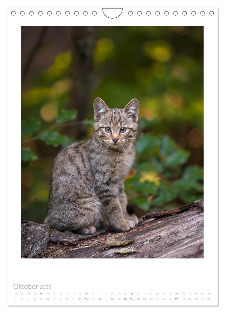 Bild: 9783435954513 | Wildkatzen - Kleine Samtpfoten des Waldes (Wandkalender 2025 DIN A4...