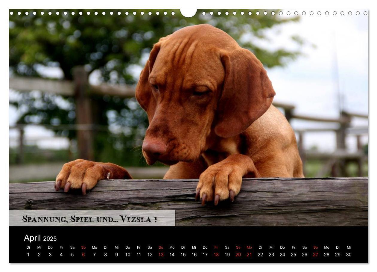 Bild: 9783435518838 | Magyar Vizsla - Zauberhafte Kobolde (Wandkalender 2025 DIN A3...