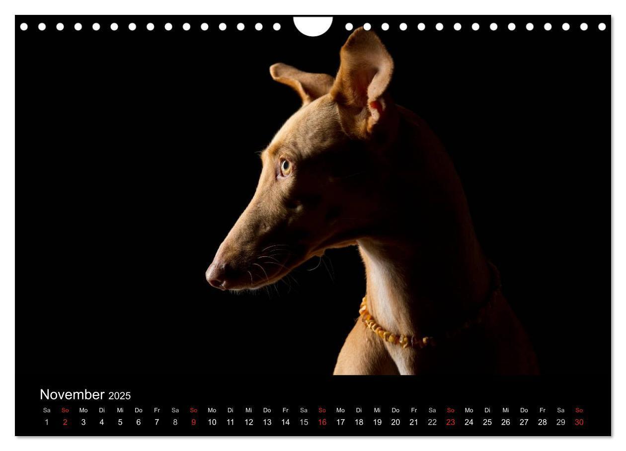 Bild: 9783435742691 | Dogs (Wandkalender 2025 DIN A4 quer), CALVENDO Monatskalender | Noack