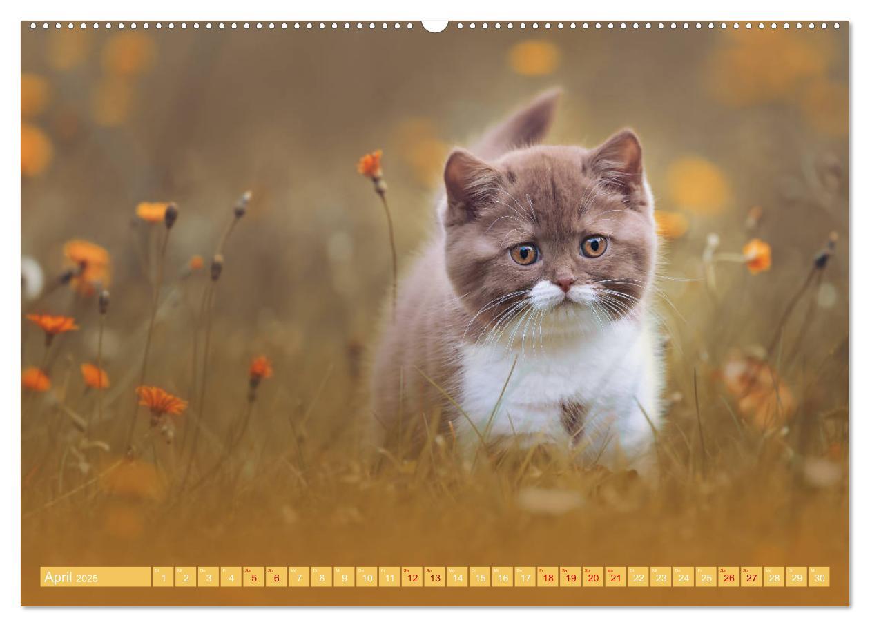 Bild: 9783435338290 | Katzenkinder - Britisch Kurzhaar (hochwertiger Premium Wandkalender...