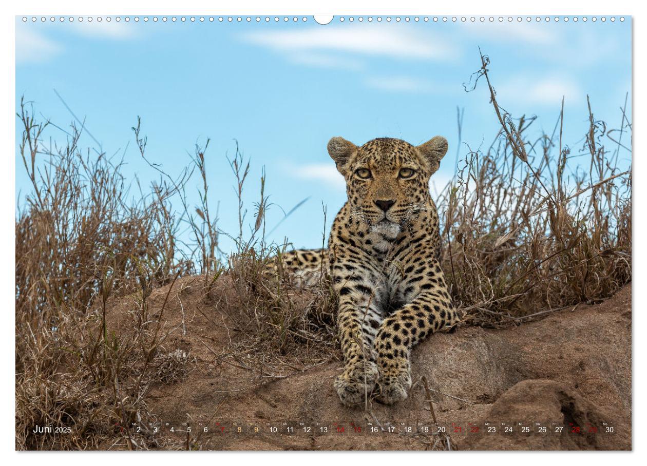 Bild: 9783383976285 | Südafrika wunderbare Tierwelt (Wandkalender 2025 DIN A2 quer),...