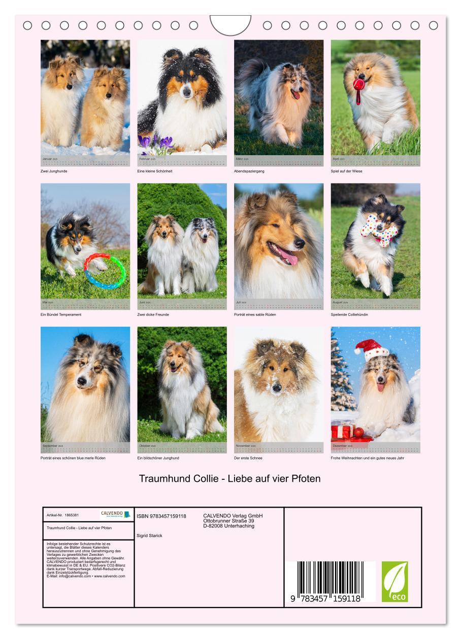 Bild: 9783457159118 | Traumhund Collie - Liebe auf vier Pfoten (Wandkalender 2025 DIN A4...