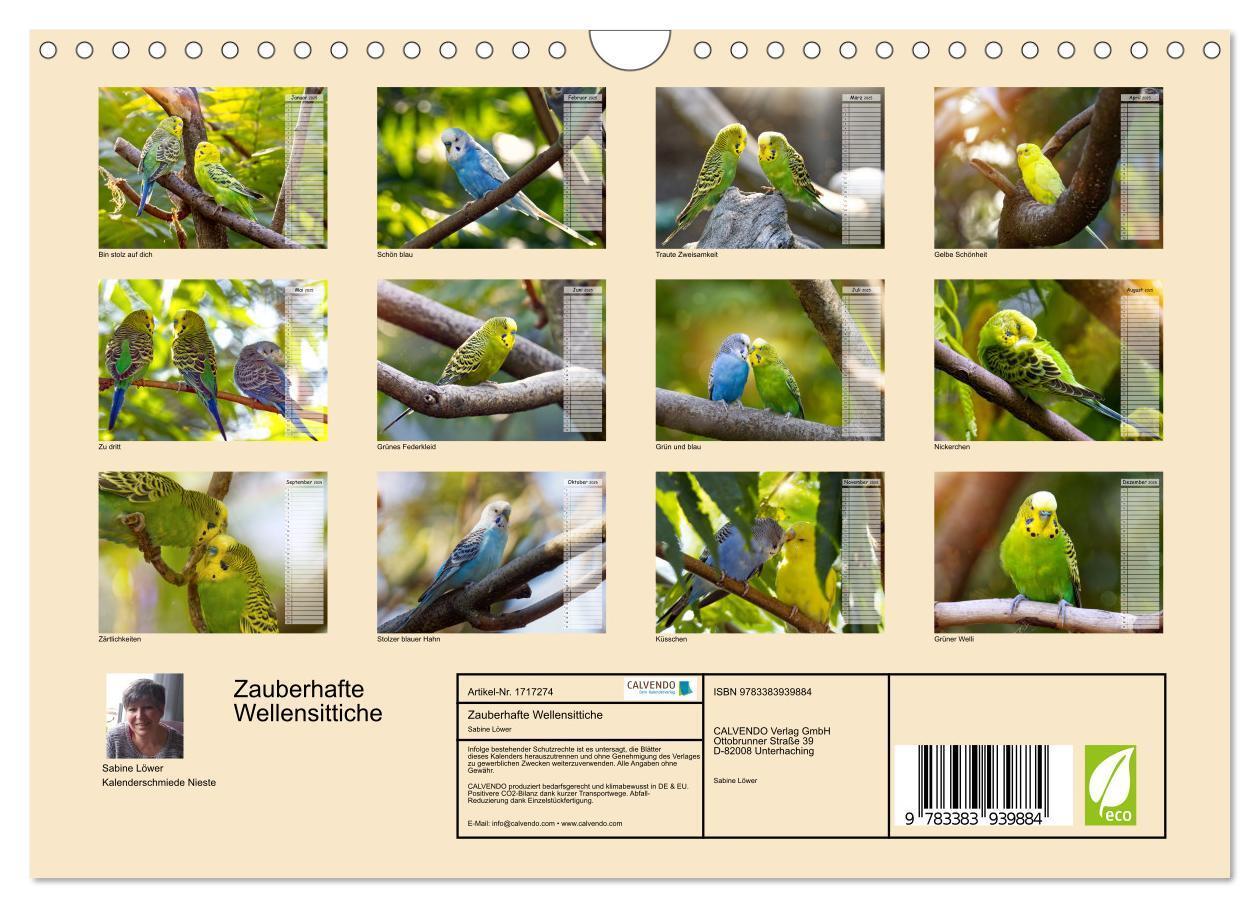 Bild: 9783383939884 | Zauberhafte Wellensittiche (Wandkalender 2025 DIN A4 quer),...