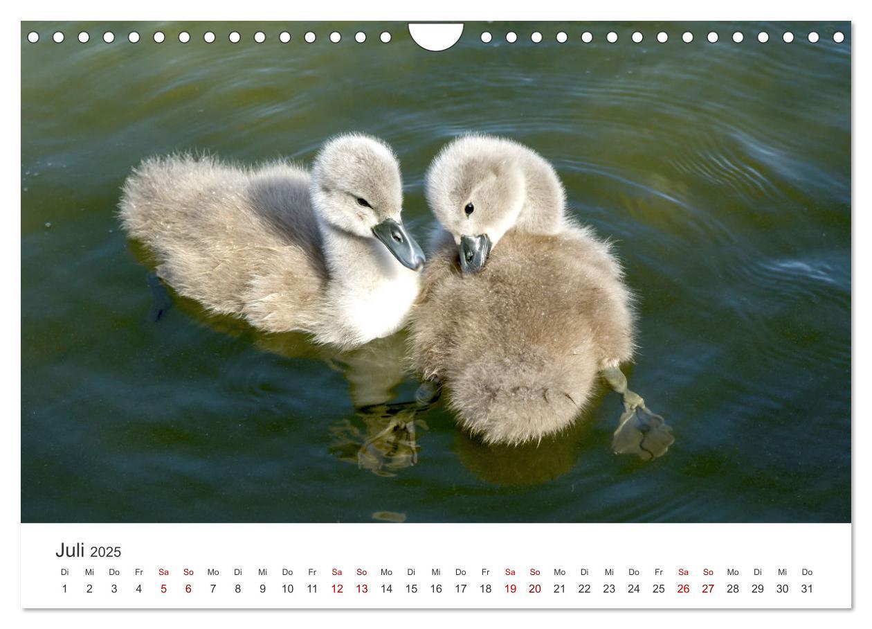 Bild: 9783383934667 | Schwäne - Prachtvolle Federkleider. (Wandkalender 2025 DIN A4...