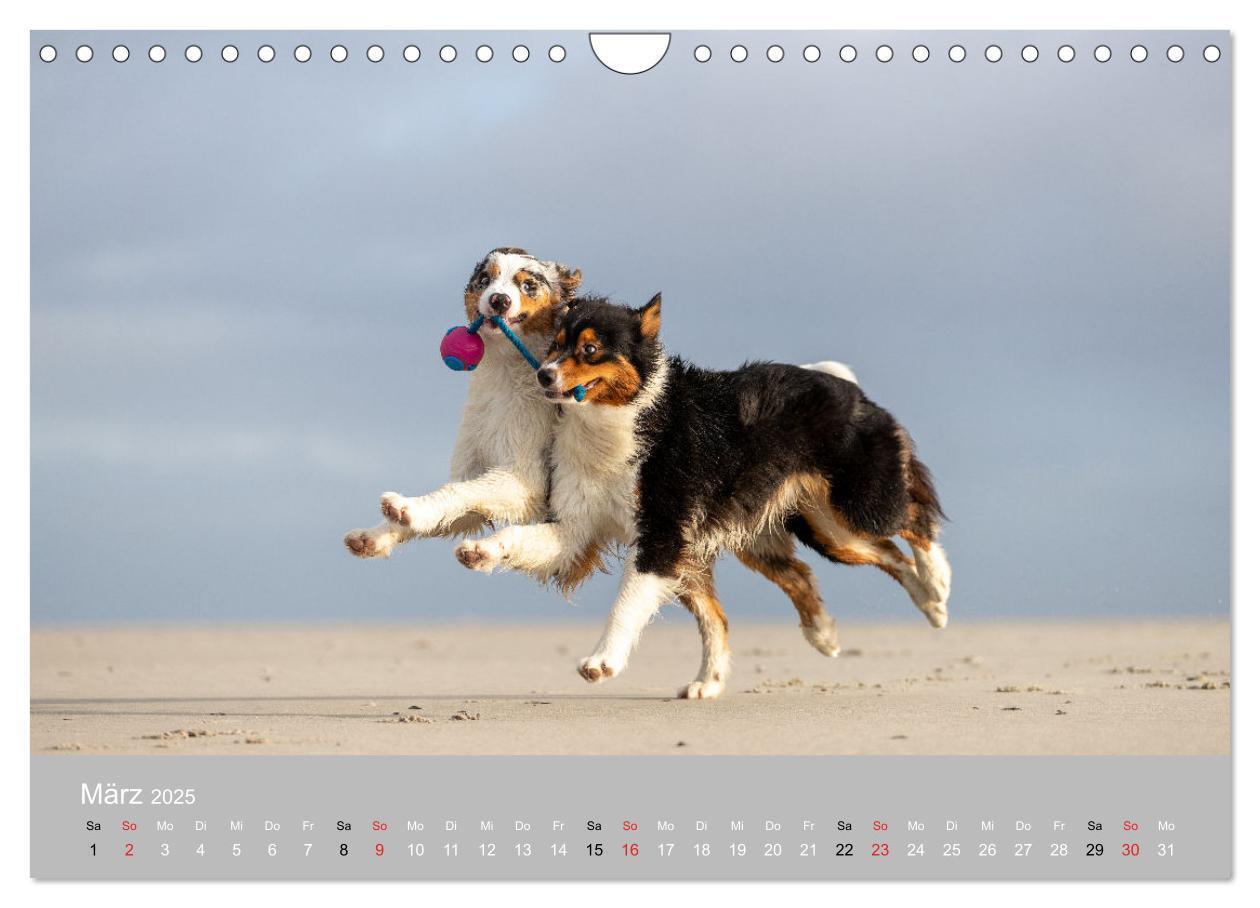 Bild: 9783435673247 | Australian Shepherd 2025 (Wandkalender 2025 DIN A4 quer), CALVENDO...