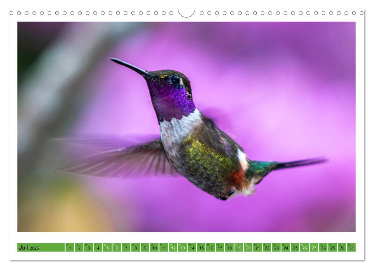 Bild: 9783435428335 | Kolibris; Anmut, Schönheit, Farben (Wandkalender 2025 DIN A3 quer),...