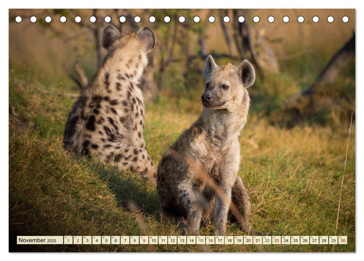 Bild: 9783435418237 | Afrika. Botswanas wundervolle Tierwelt (Tischkalender 2025 DIN A5...