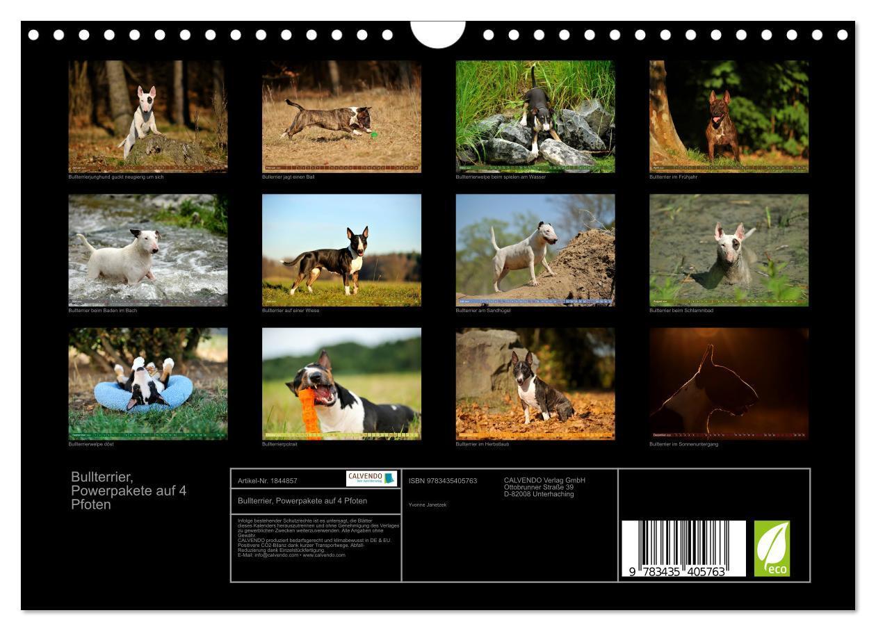 Bild: 9783435405763 | Bullterrier, Powerpakete auf 4 Pfoten (Wandkalender 2025 DIN A4...