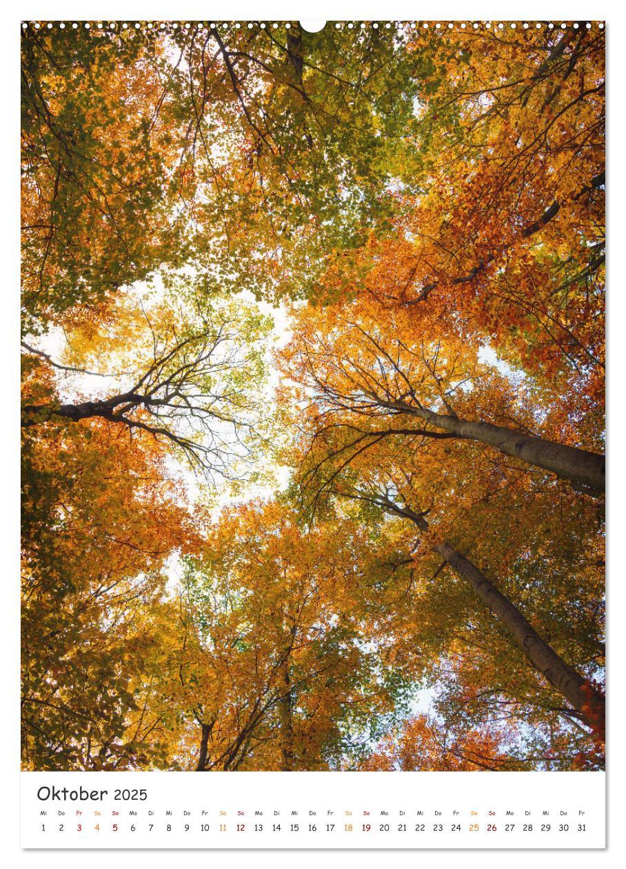 Bild: 9783435882700 | Bäume im Harz (Wandkalender 2025 DIN A2 hoch), CALVENDO Monatskalender