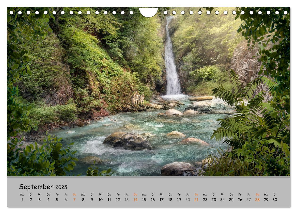 Bild: 9783435080076 | Der lange Weg der Wölfe (Wandkalender 2025 DIN A4 quer), CALVENDO...