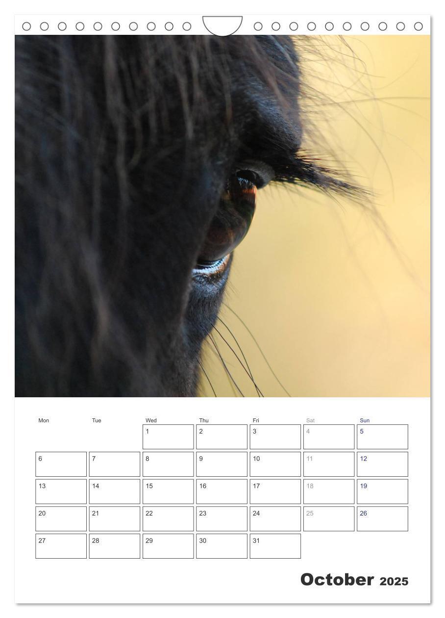 Bild: 9781325973057 | Shire Horses The Gentle Giants (Wall Calendar 2025 DIN A4...