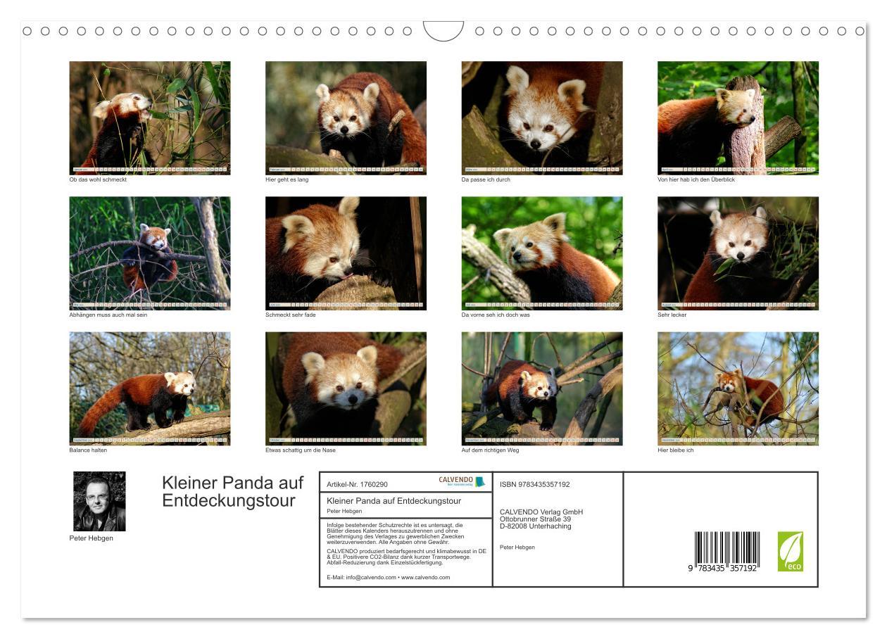 Bild: 9783435357192 | Kleiner Panda auf Entdeckungstour (Wandkalender 2025 DIN A3 quer),...