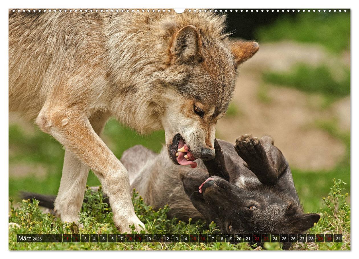 Bild: 9783435263332 | Begegnung mit dem Wolf (Wandkalender 2025 DIN A2 quer), CALVENDO...