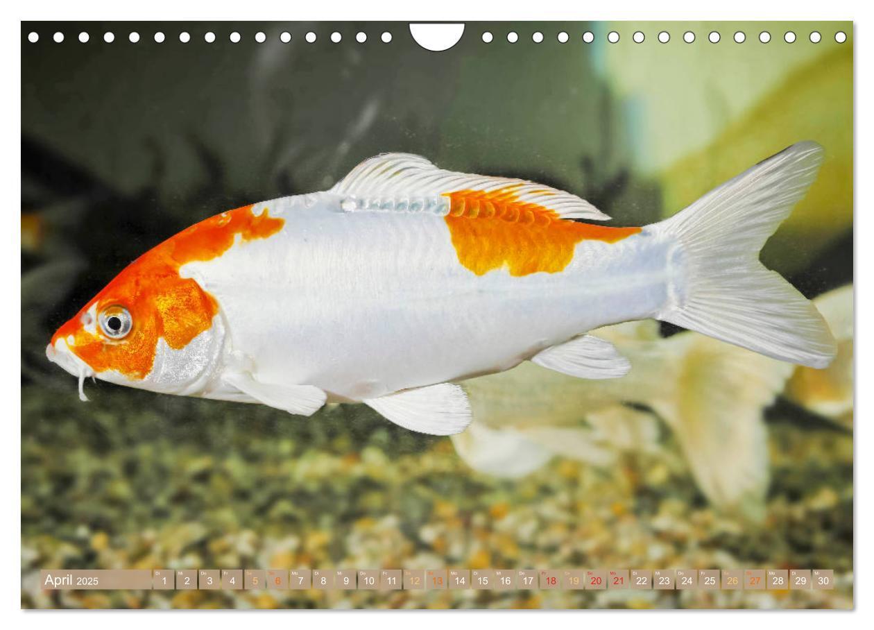 Bild: 9783435129553 | Koi: Juwelen im Teich (Wandkalender 2025 DIN A4 quer), CALVENDO...