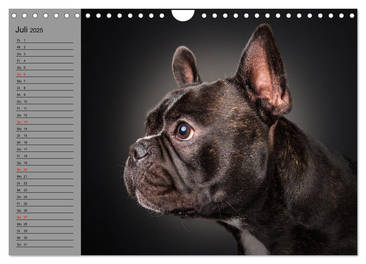 Bild: 9783435031191 | Bullymania - Französische Bulldoggen (Wandkalender 2025 DIN A4...