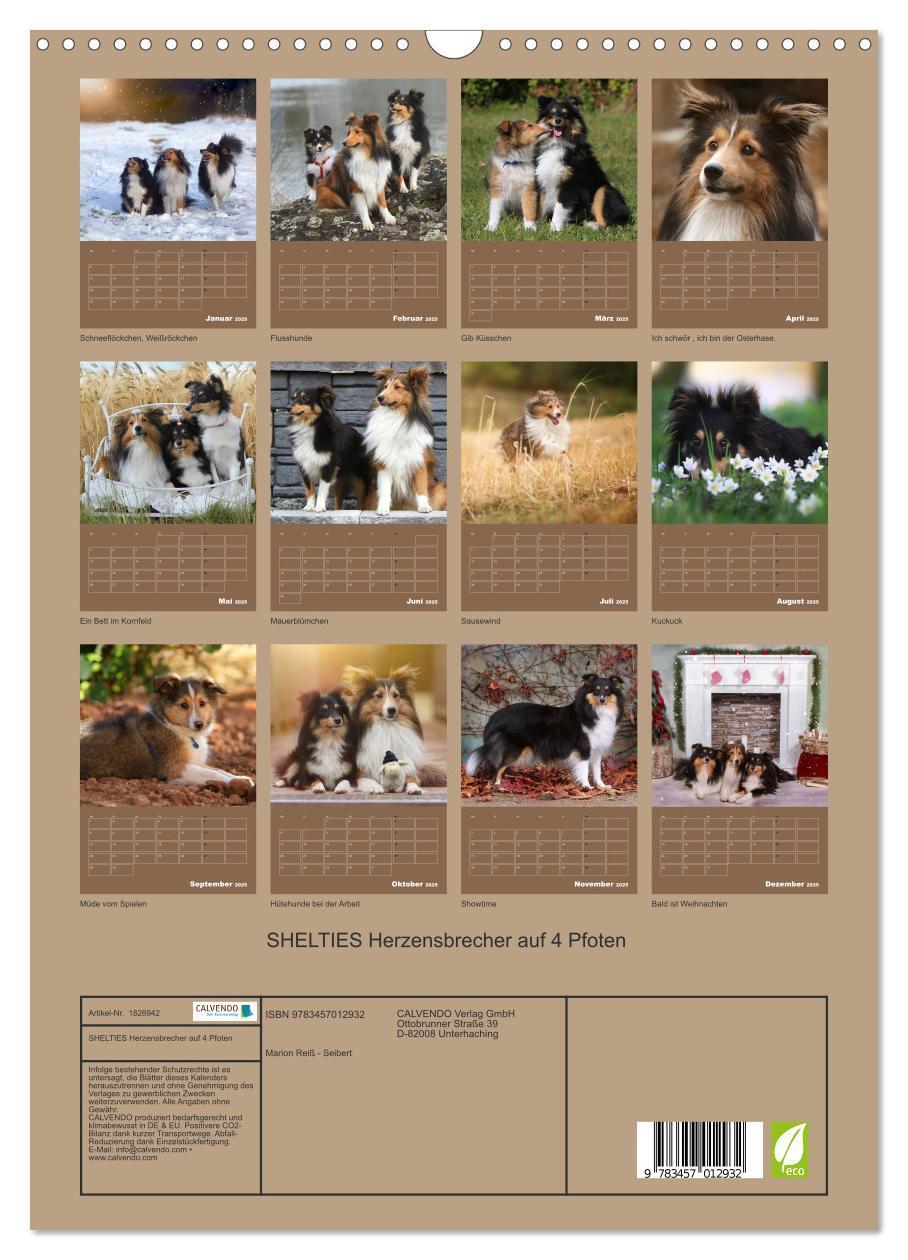 Bild: 9783457012932 | SHELTIES Herzensbrecher auf 4 Pfoten (Wandkalender 2025 DIN A3...