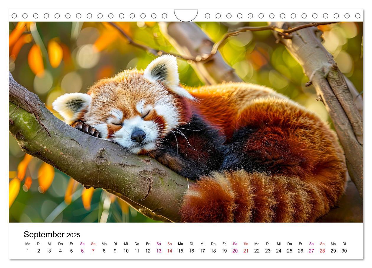 Bild: 9783457137178 | Der Rote Panda (Wandkalender 2025 DIN A4 quer), CALVENDO...