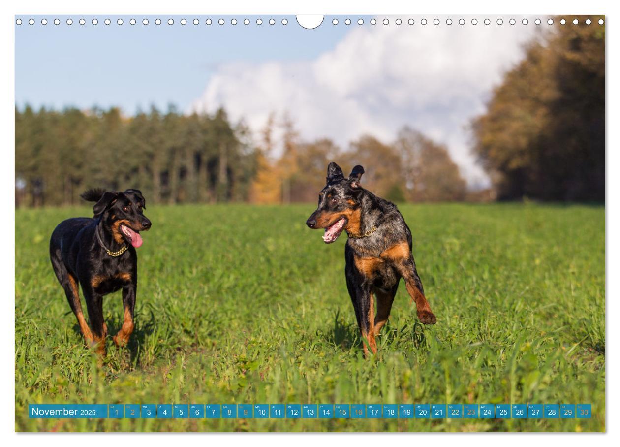 Bild: 9783457197219 | Der Beauceron (Wandkalender 2025 DIN A3 quer), CALVENDO Monatskalender