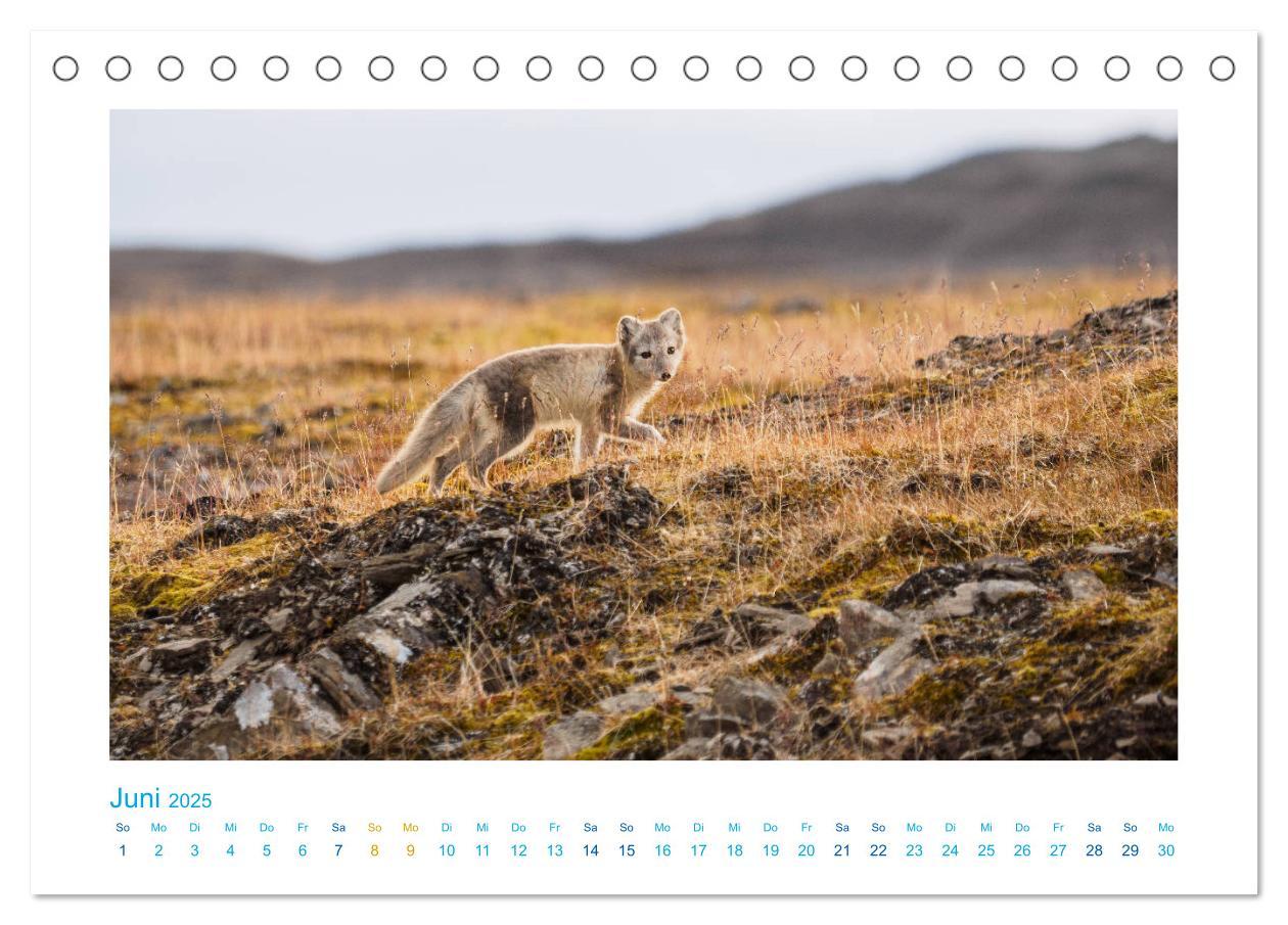 Bild: 9783435338559 | Spitzbergen - Landschaft - Eis - Tierwelt (Tischkalender 2025 DIN...