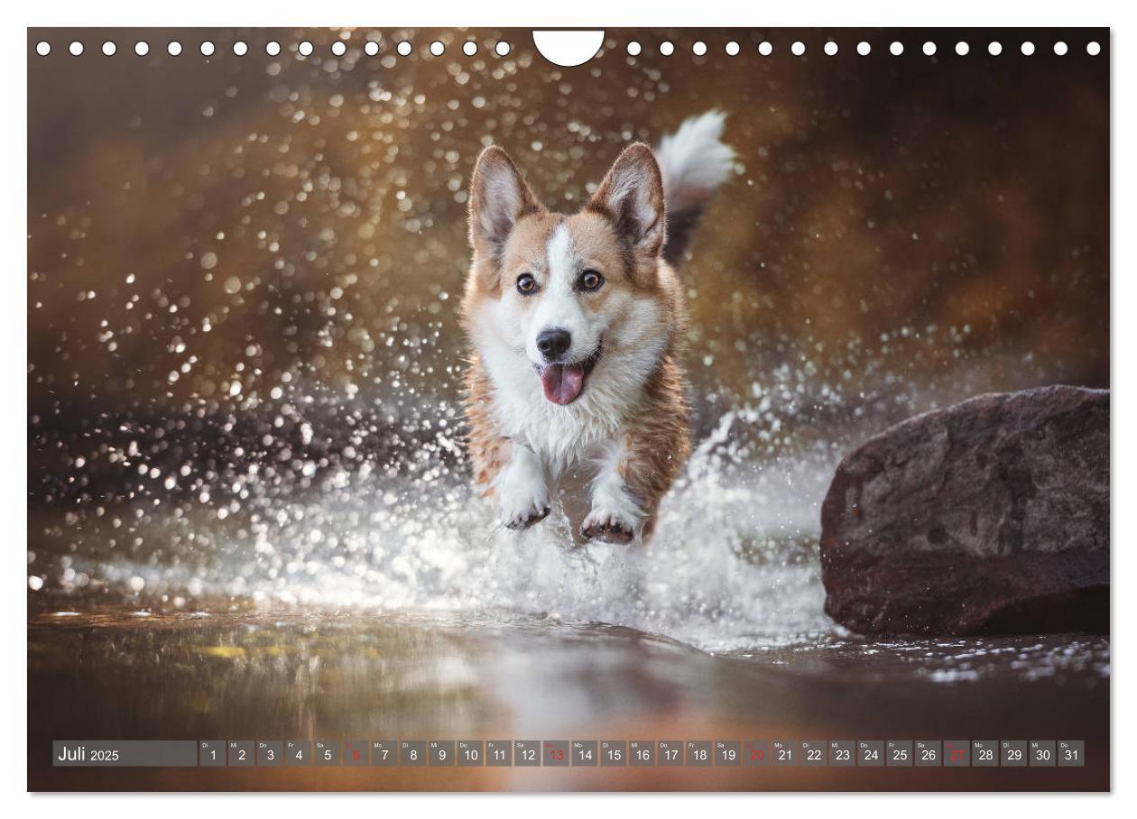 Bild: 9783435118861 | Welsh Corgi - Der Kobold unter den Hunden (Wandkalender 2025 DIN A4...