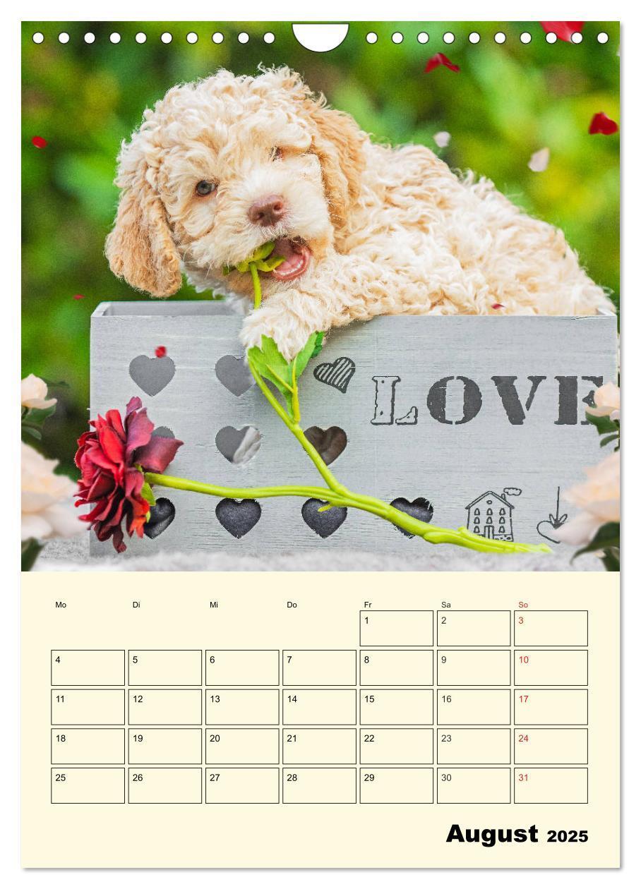 Bild: 9783435952618 | Jahresplaner Lagotto Romagnolo Welpen (Wandkalender 2025 DIN A4...