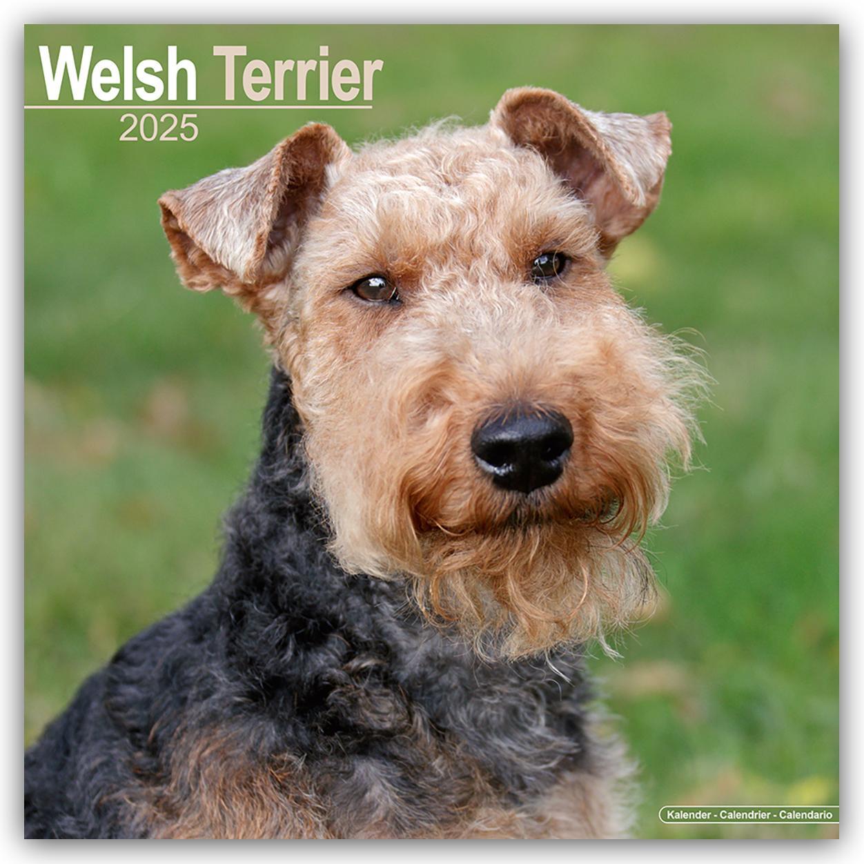 Cover: 9781804603970 | Welsh Terrier 2025 - 16-Monatskalender | Avonside Publishing Ltd