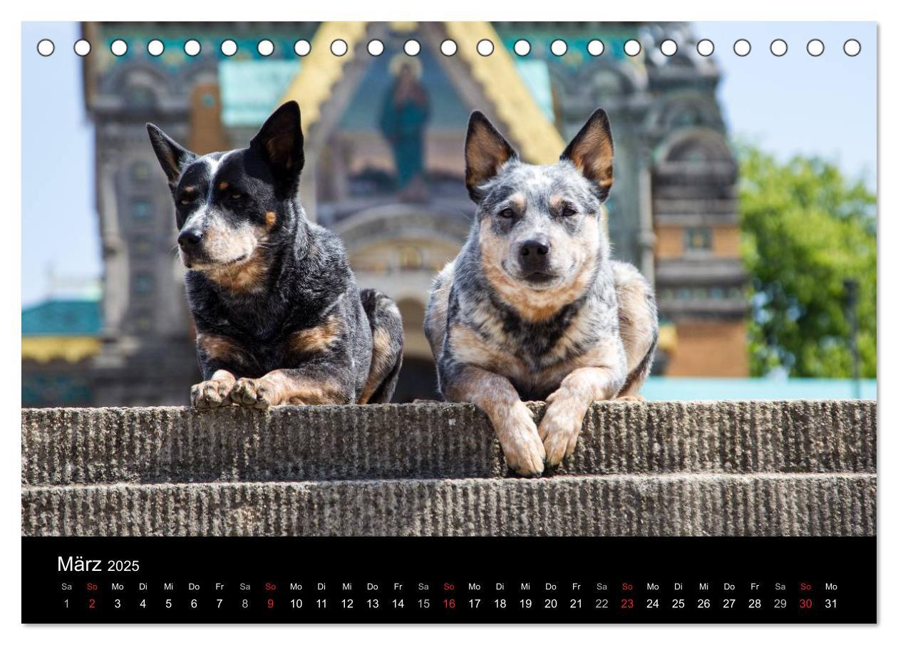 Bild: 9783435462421 | Australian Cattle Dogs zwischen Kunst und Kultur (Tischkalender...