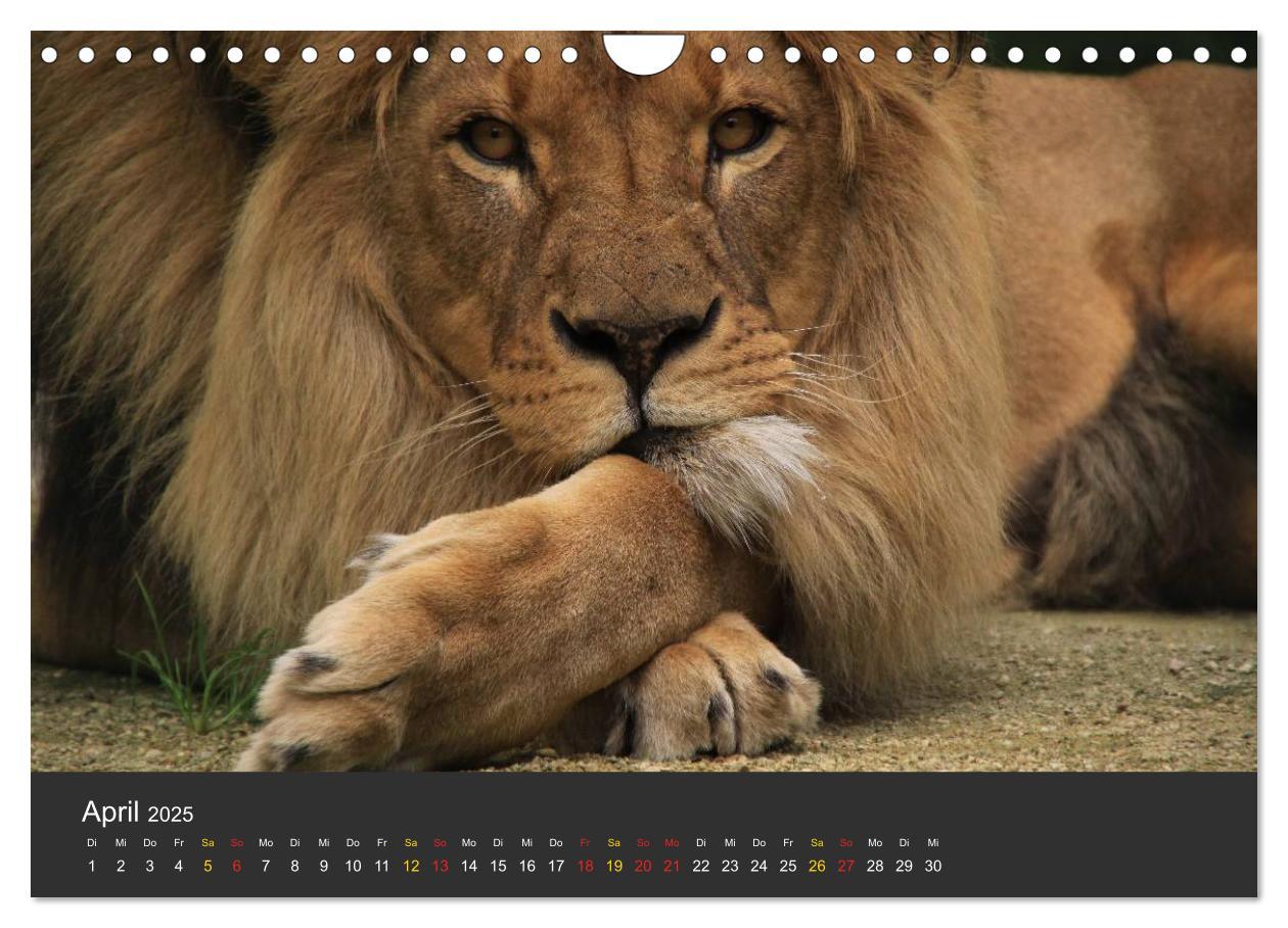 Bild: 9783435778942 | Tierpark-Gera (Wandkalender 2025 DIN A4 quer), CALVENDO Monatskalender