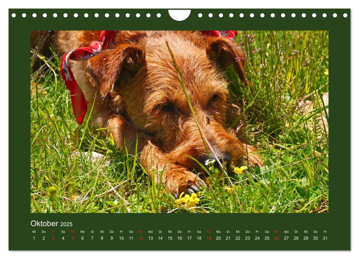 Bild: 9783435286973 | Kelly, der Irish Terrier - innen und außen aus Gold (Wandkalender...