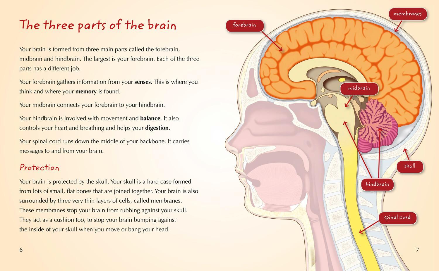 Bild: 9780007465453 | Your Brain | Band 15/Emerald | Sally Morgan | Taschenbuch | Englisch