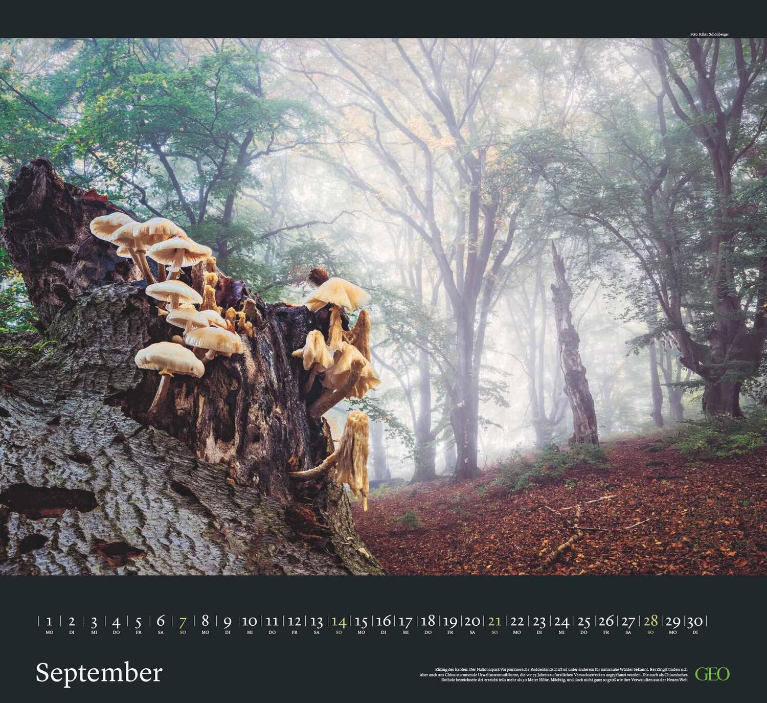 Bild: 4002725988683 | GEO Kalender: Sehnsucht Wald 2025 - Wand-Kalender - Natur-Kalender...