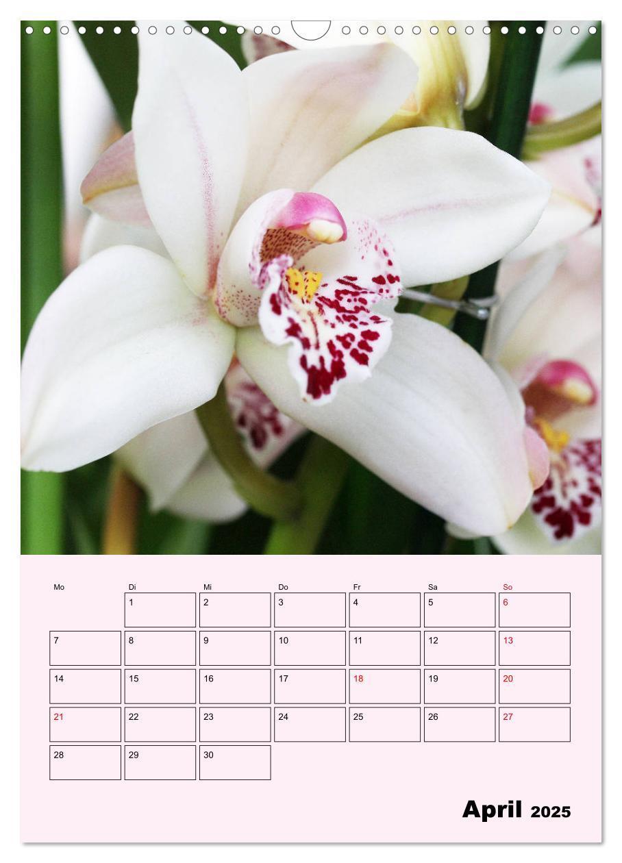 Bild: 9783435970902 | Orchideenliebe (Wandkalender 2025 DIN A3 hoch), CALVENDO...