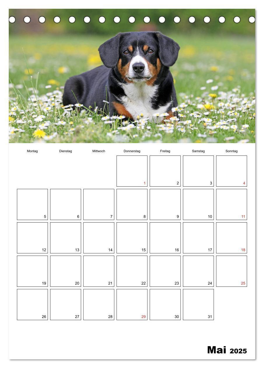 Bild: 9783457025314 | Entlebucher Sennenhunde begleiten Sie durch das Jahr (Tischkalender...