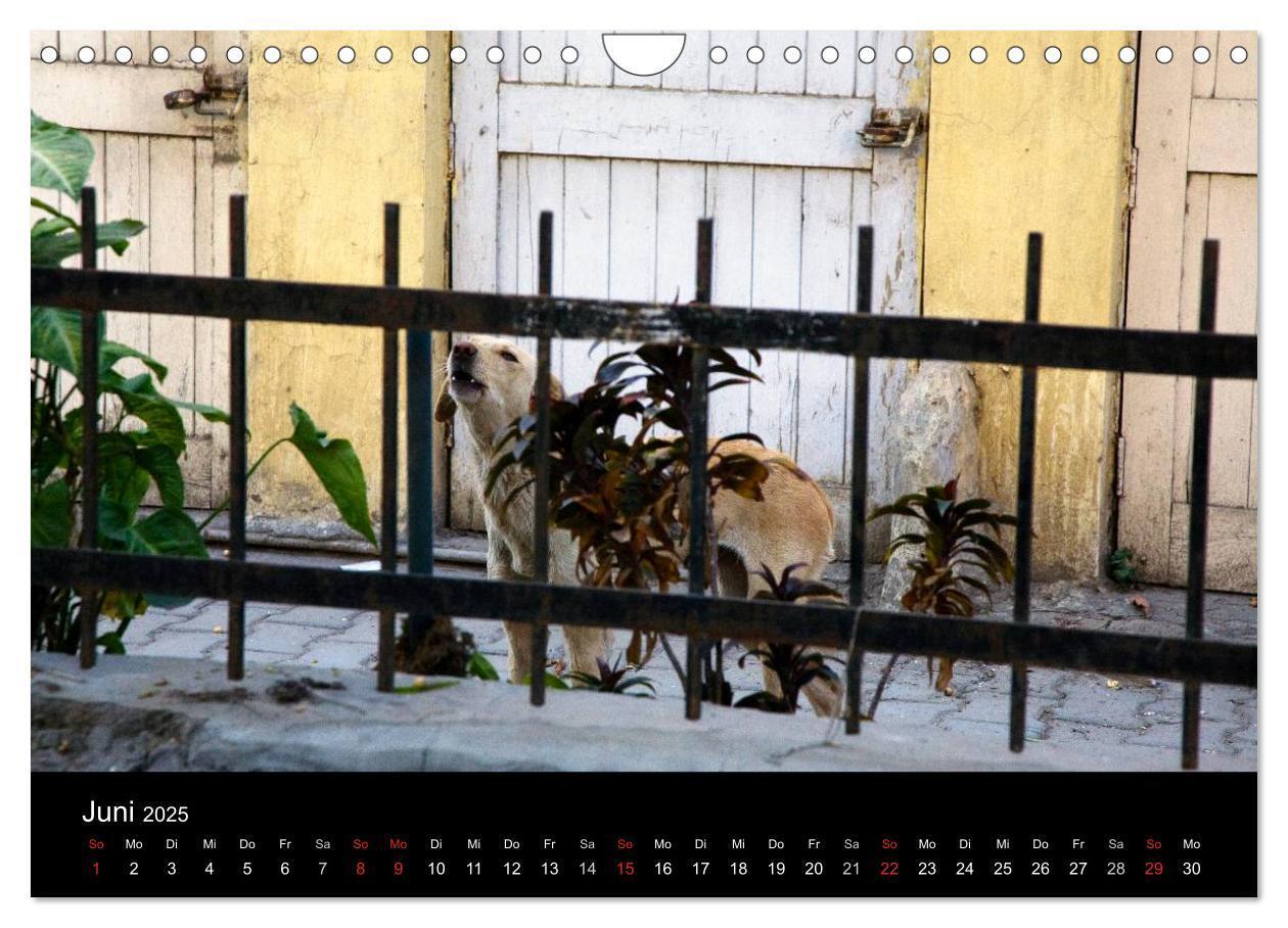 Bild: 9783435801862 | Straßenhunde (Wandkalender 2025 DIN A4 quer), CALVENDO Monatskalender