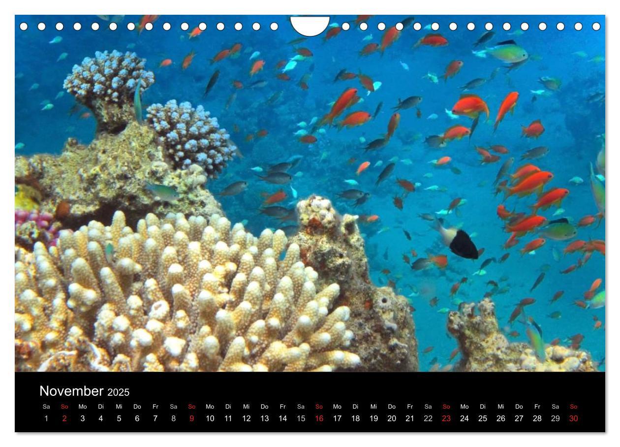 Bild: 9783435659609 | Träume unter Wasser (Wandkalender 2025 DIN A4 quer), CALVENDO...