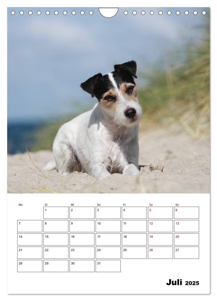 Bild: 9783435996063 | Tender Fellows - Parson Russell Terrier (Wandkalender 2025 DIN A4...