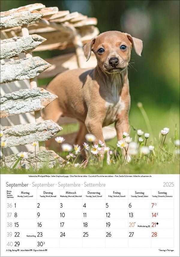 Bild: 9783731876175 | Hunde 2025 | Wandkalender mit Fotos von Hunden. Format 23,5 x 33,5 cm.