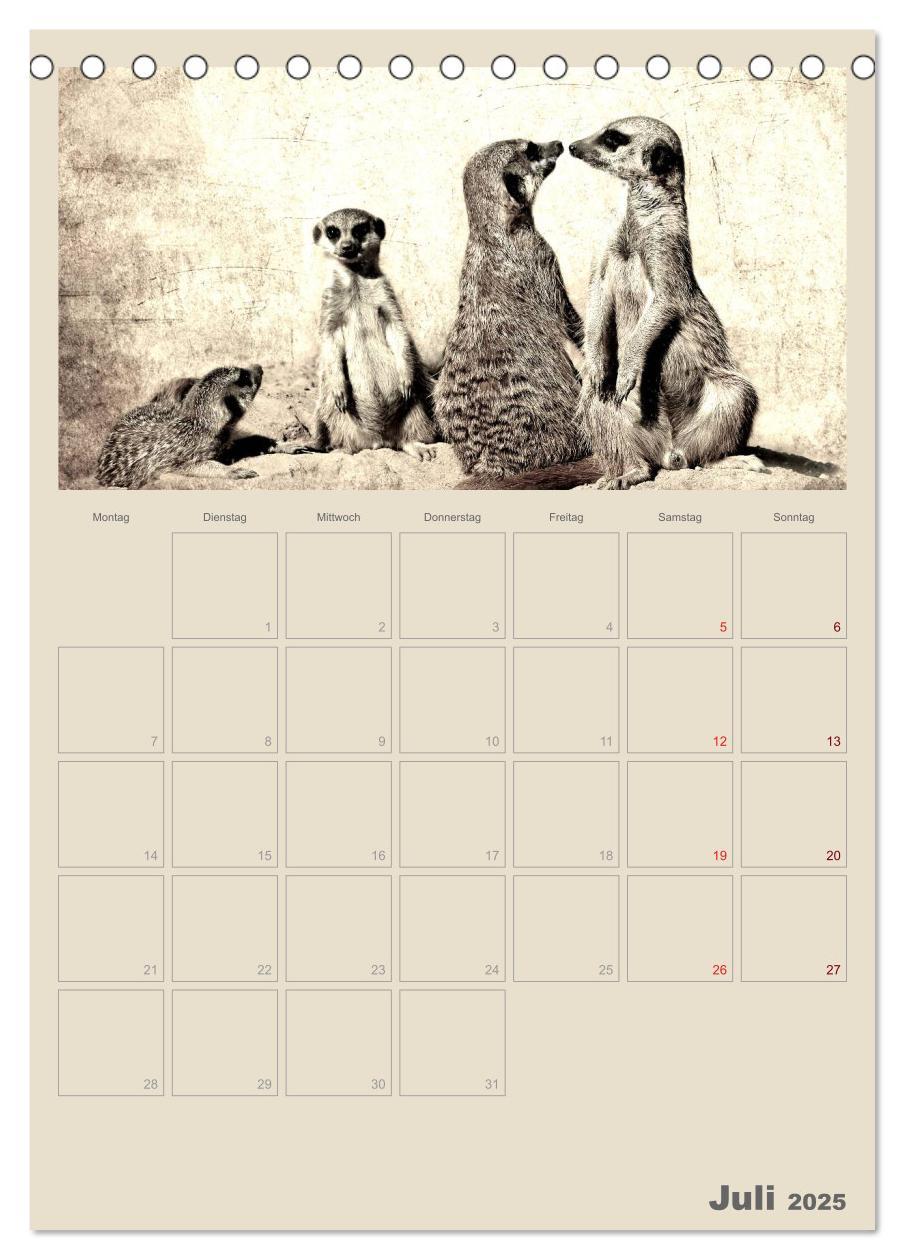 Bild: 9783457080115 | Lustige Erdmännchen (Tischkalender 2025 DIN A5 hoch), CALVENDO...