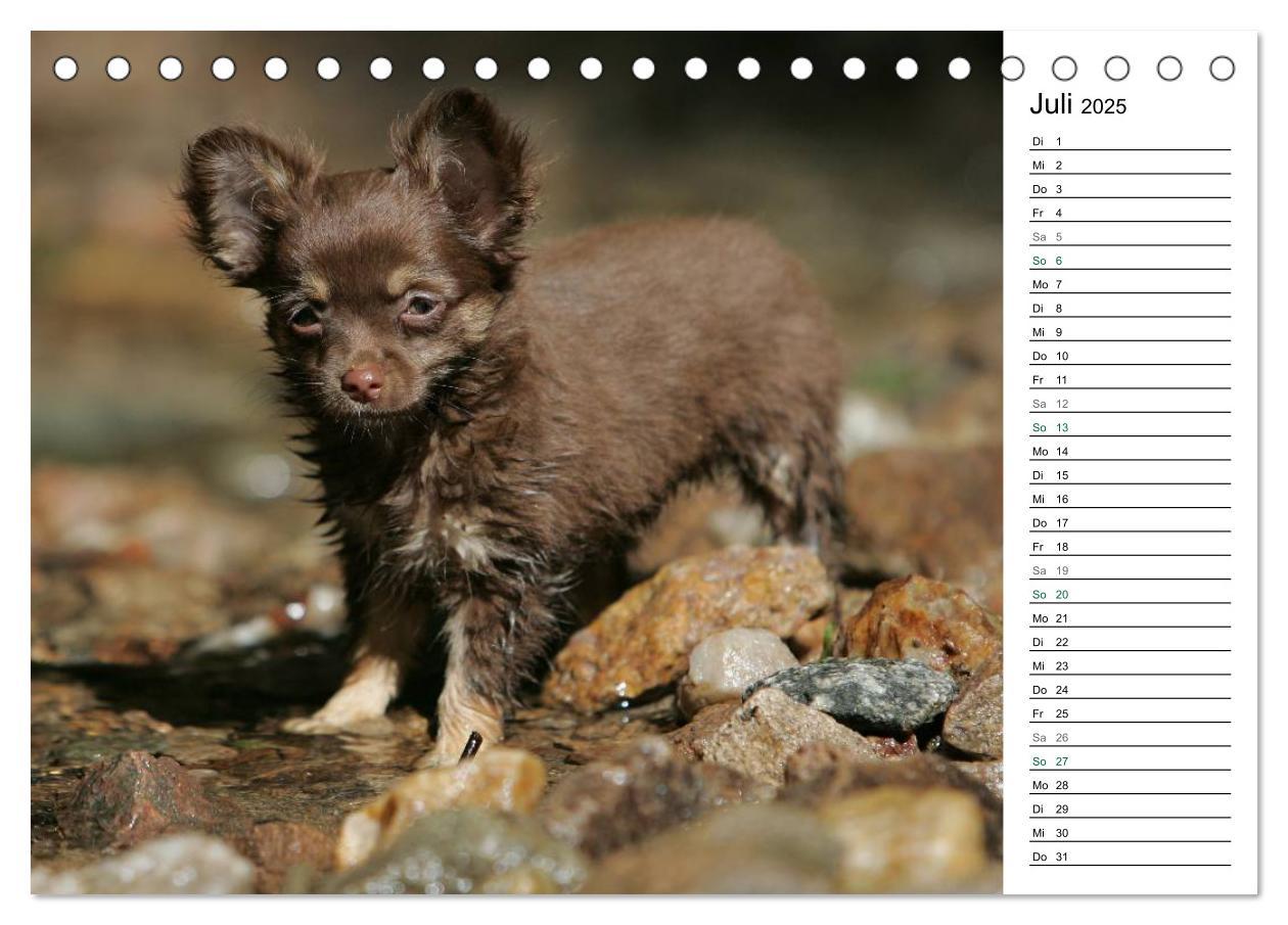 Bild: 9783435555789 | Chihuahuas - kleine Herzensbrecher (Tischkalender 2025 DIN A5...